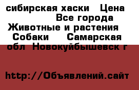 l: сибирская хаски › Цена ­ 10 000 - Все города Животные и растения » Собаки   . Самарская обл.,Новокуйбышевск г.